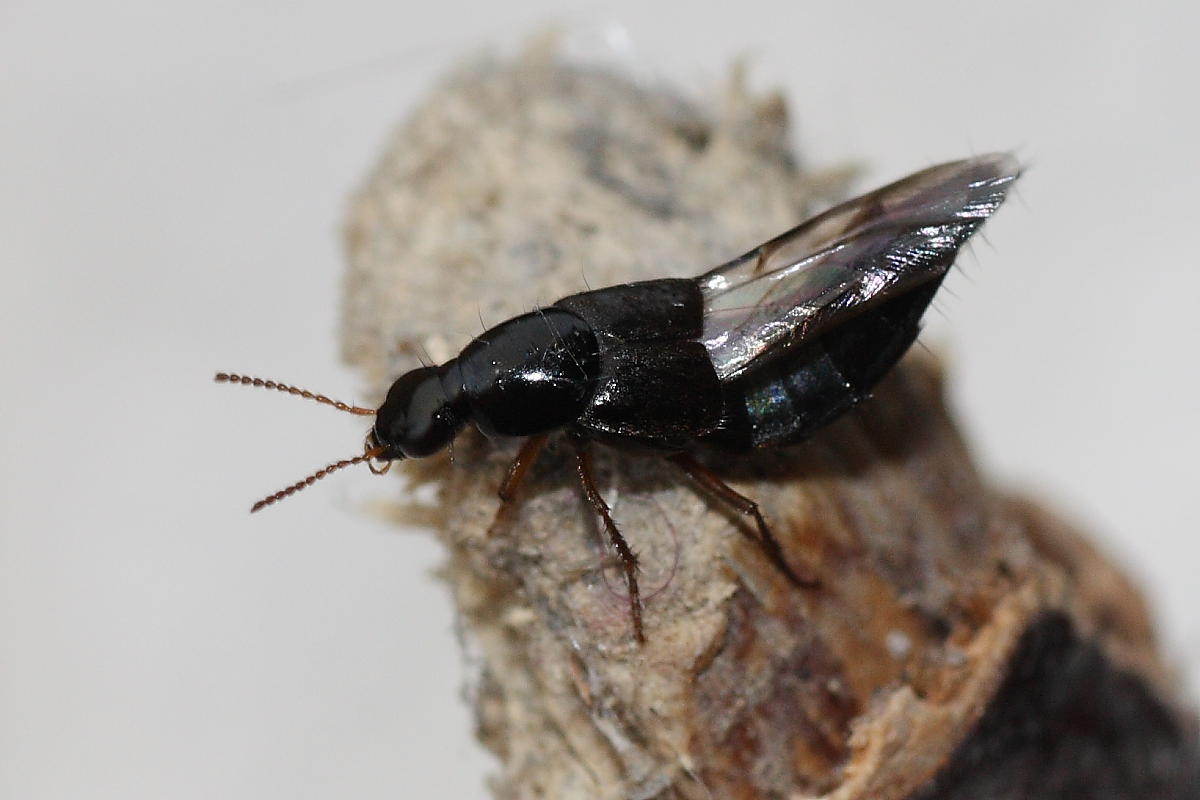 Quedius sp. (Stafilinide)