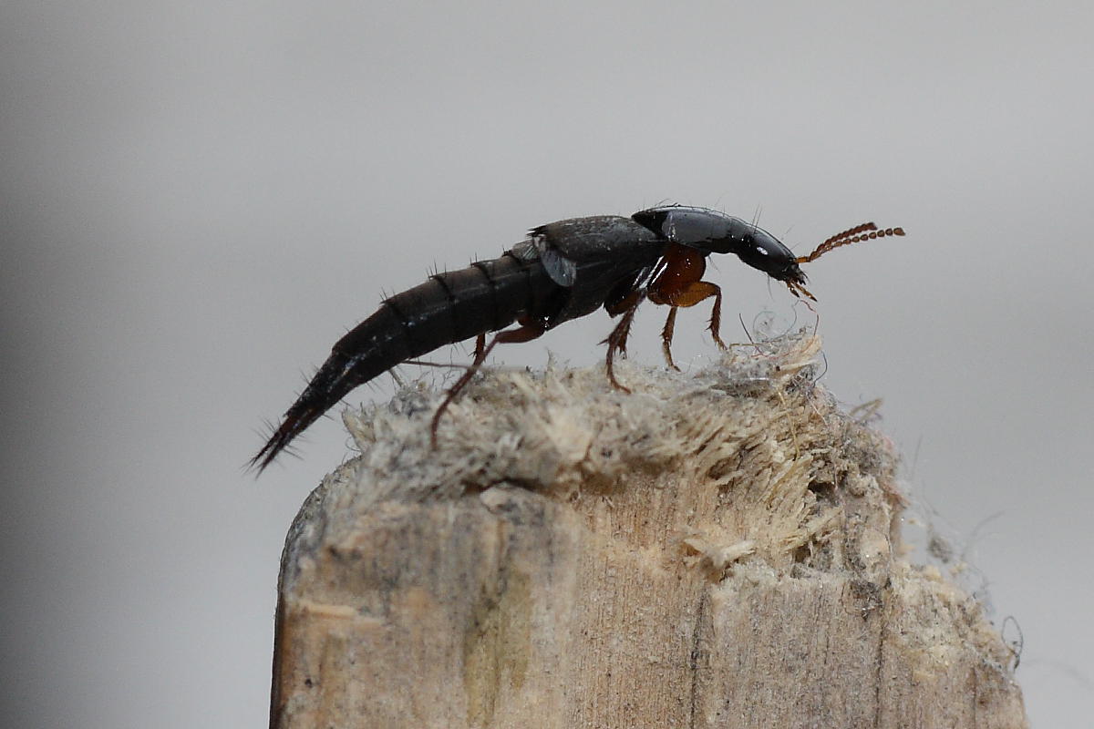 Quedius sp. (Stafilinide)