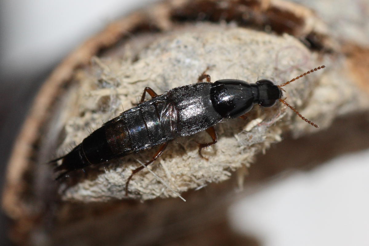 Quedius sp. (Stafilinide)