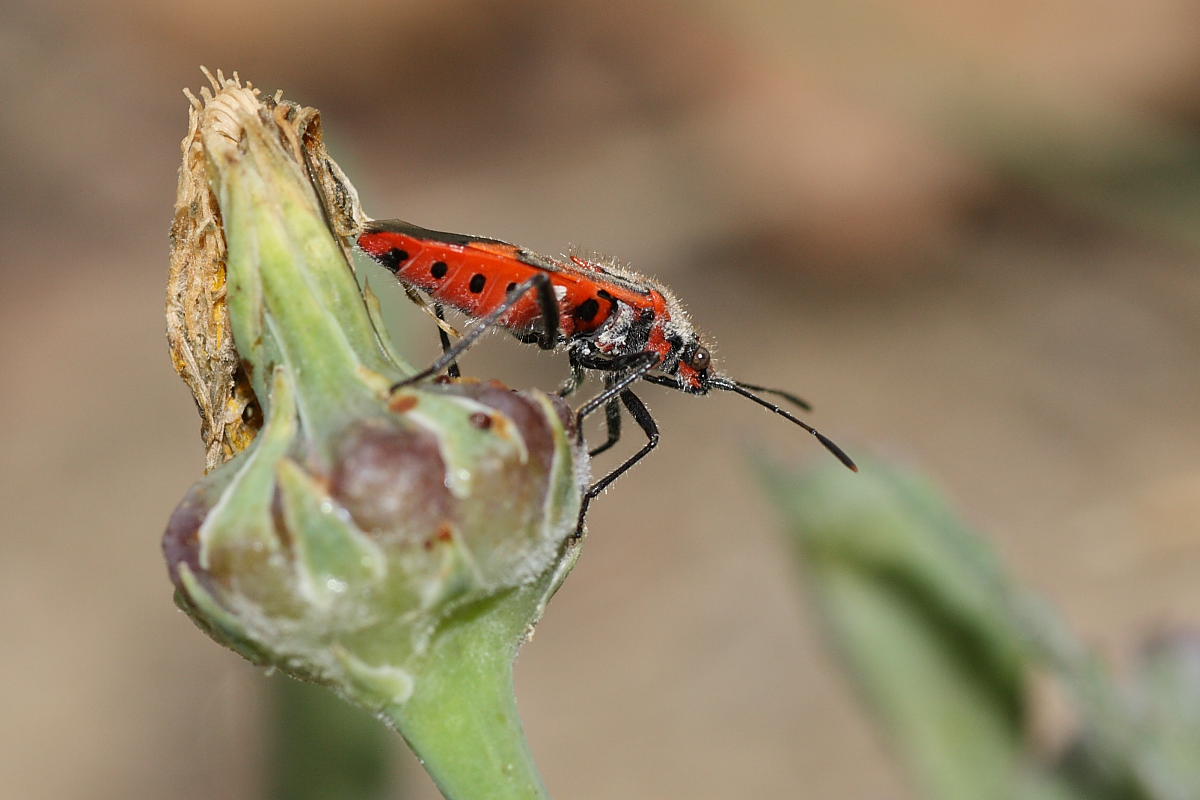 Rhopalidae: Corizus hyoscyami delle Marche (AN), infangato