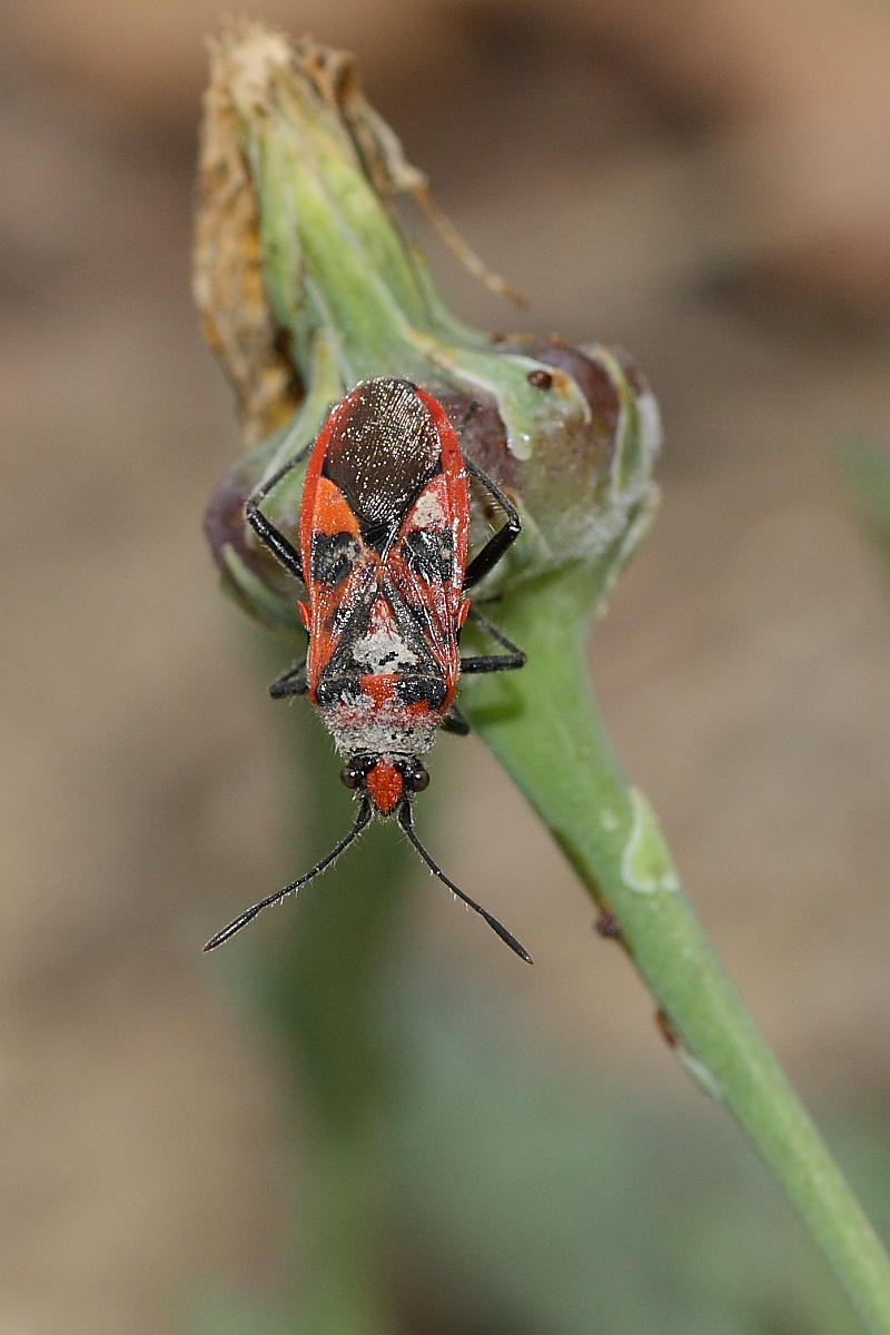 Rhopalidae: Corizus hyoscyami delle Marche (AN), infangato