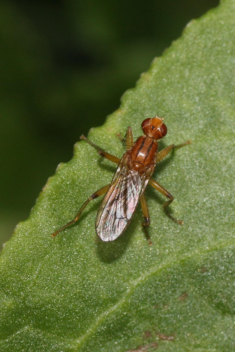 Scathophagidae:Norellisoma sp