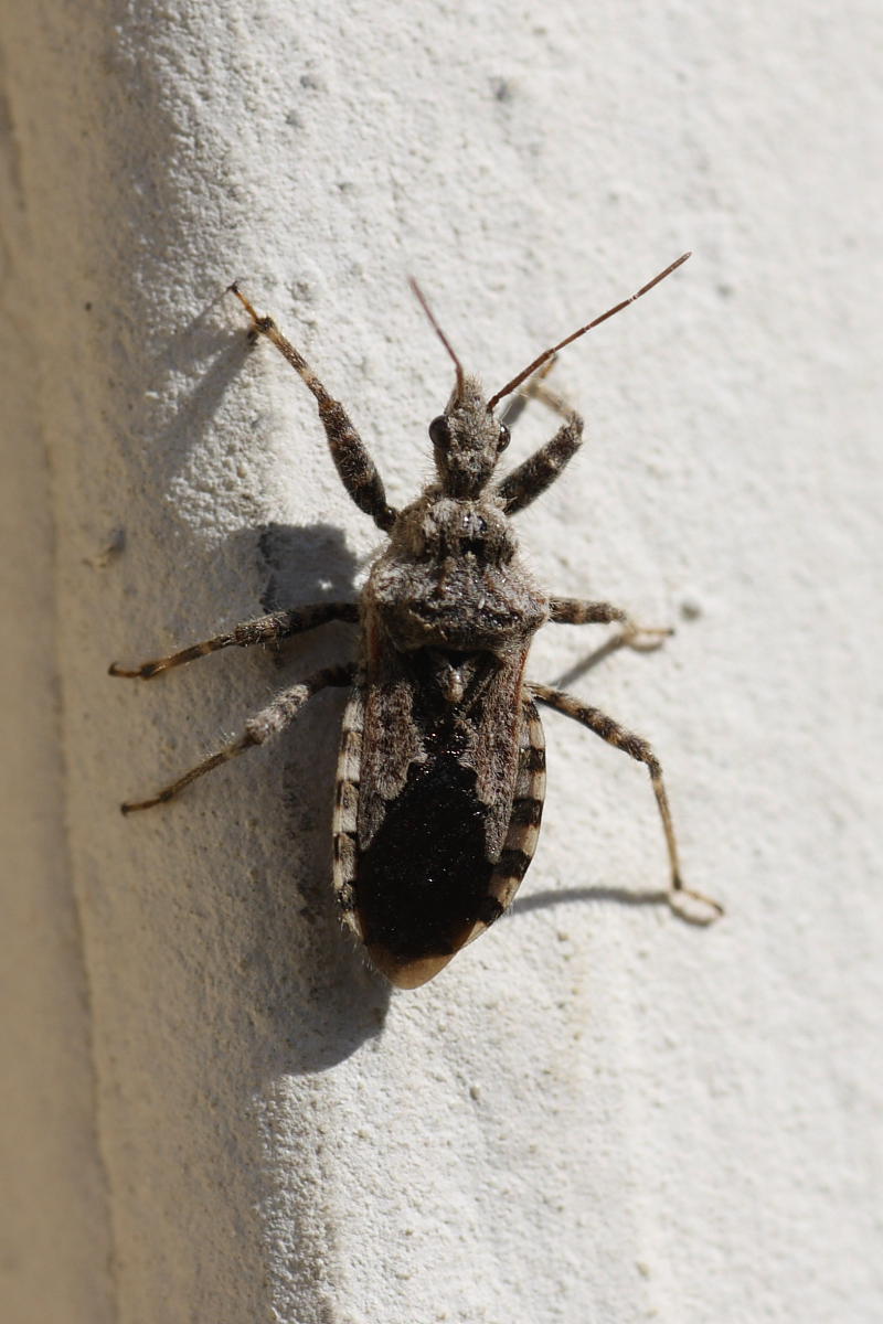 Reduviidae: Coranus griseus delle Marche (AN)