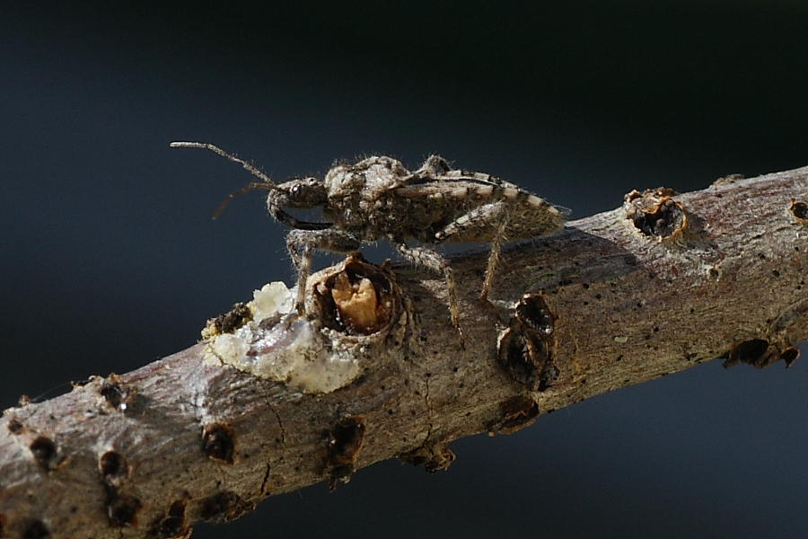 Reduviidae: Coranus griseus delle Marche (AN)