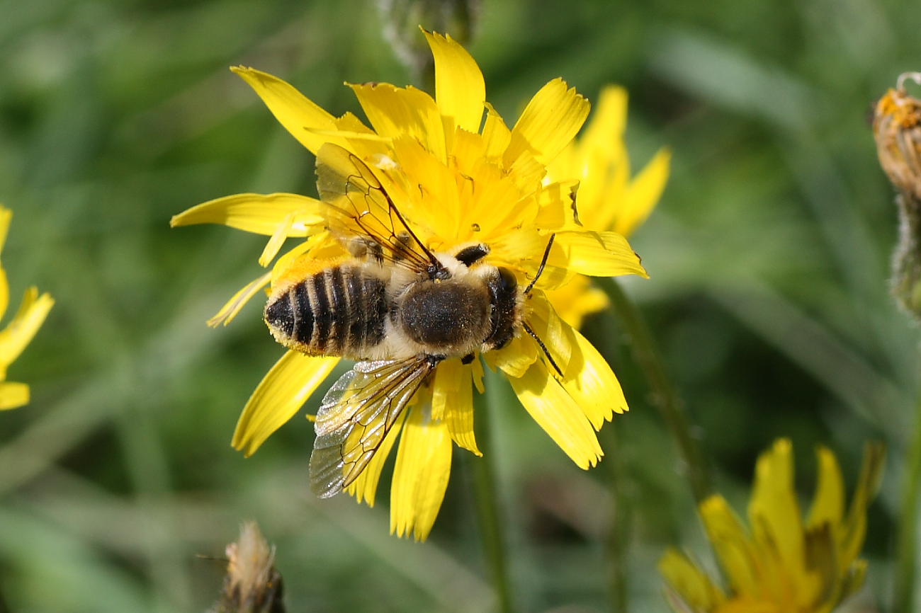 Megachile sp.