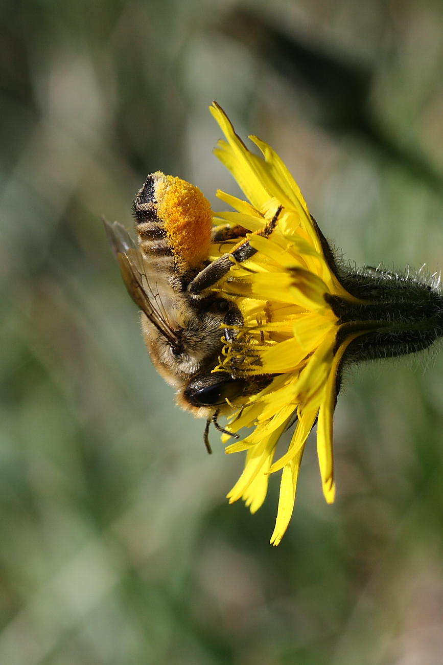 Megachile sp.