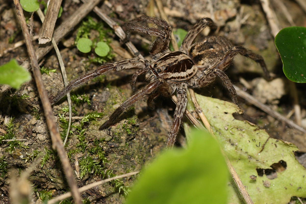 Hogna radiata ?