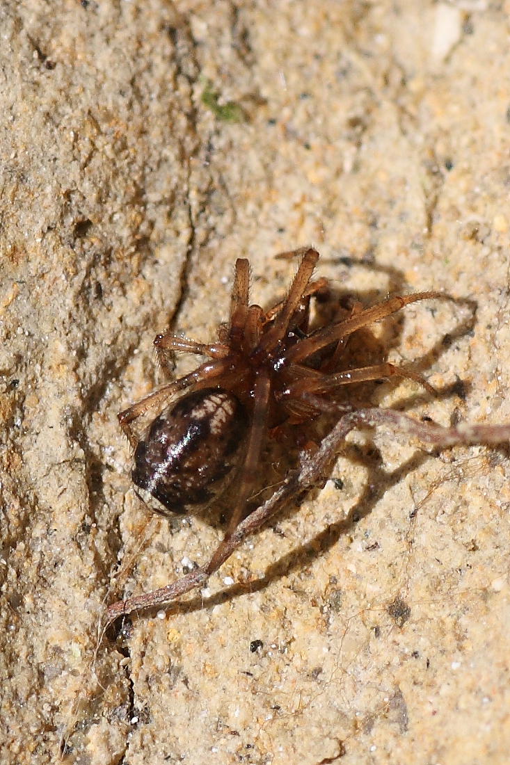 Enoplognatha sp.