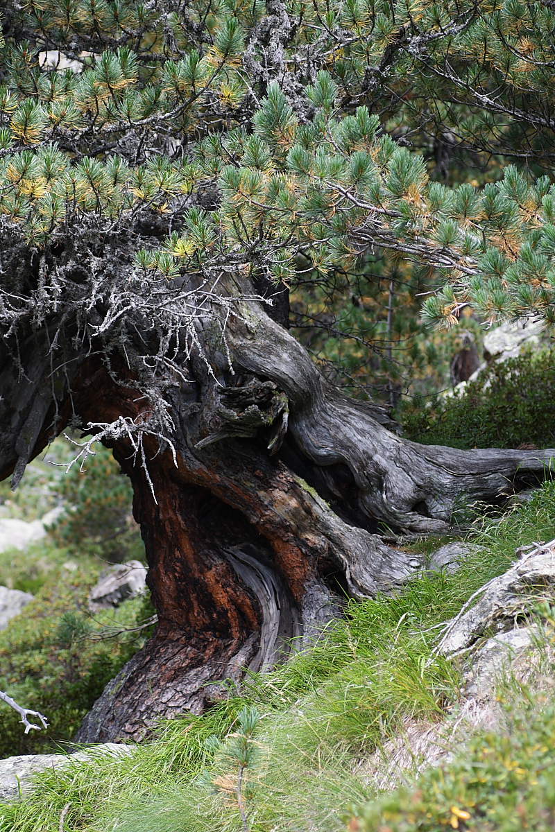 Pinus cembra - Pino cembro