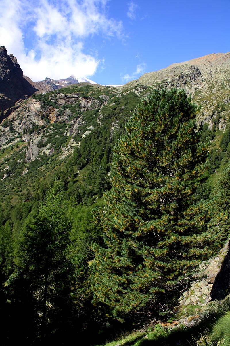 Pinus cembra - Pino cembro