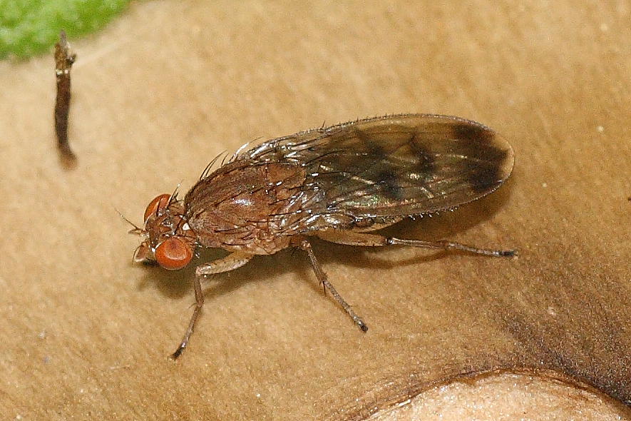 Suillia cf. variegata (Heleomyzidae)