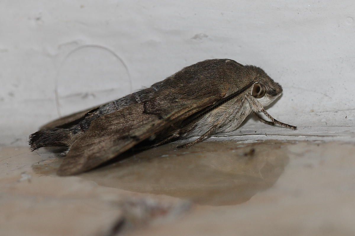 Macroglossum stellatarum