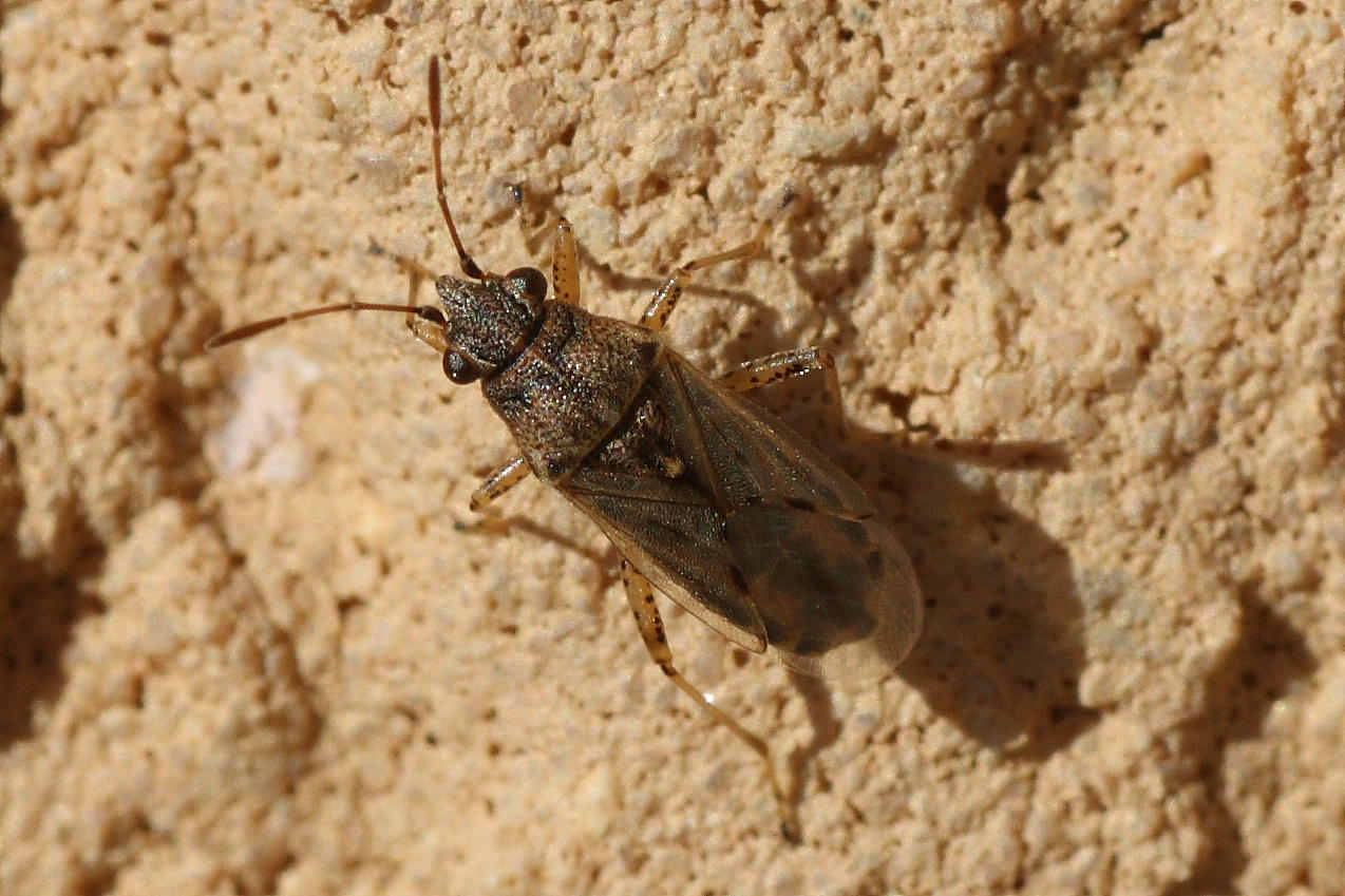 Lygaeidae: Nysius sp. delle Marche