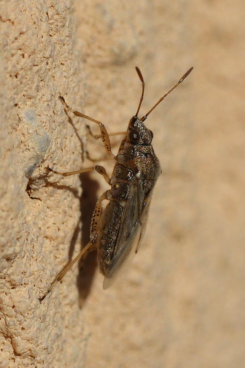 Lygaeidae: Nysius sp. delle Marche