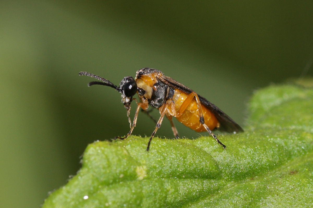 Tenthredinidae: Athalia rosae?