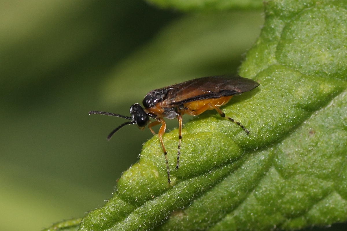 Tenthredinidae: Athalia rosae?