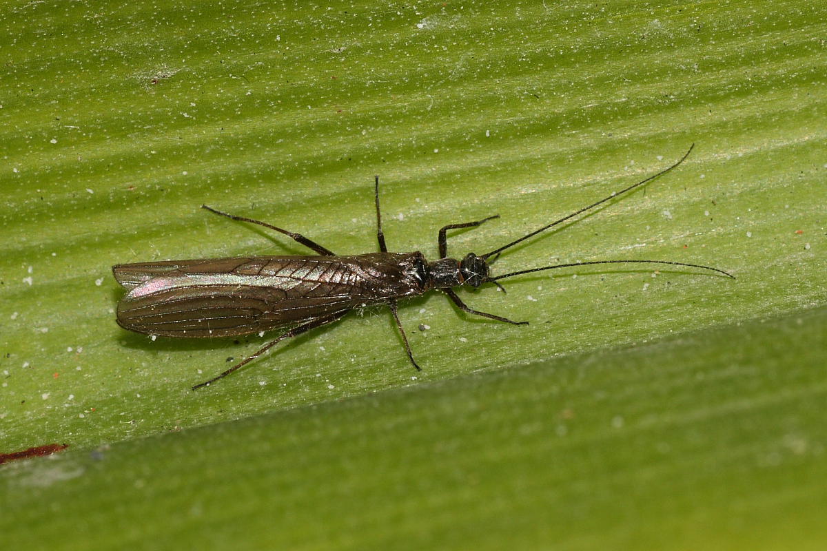 Leuctra sp.