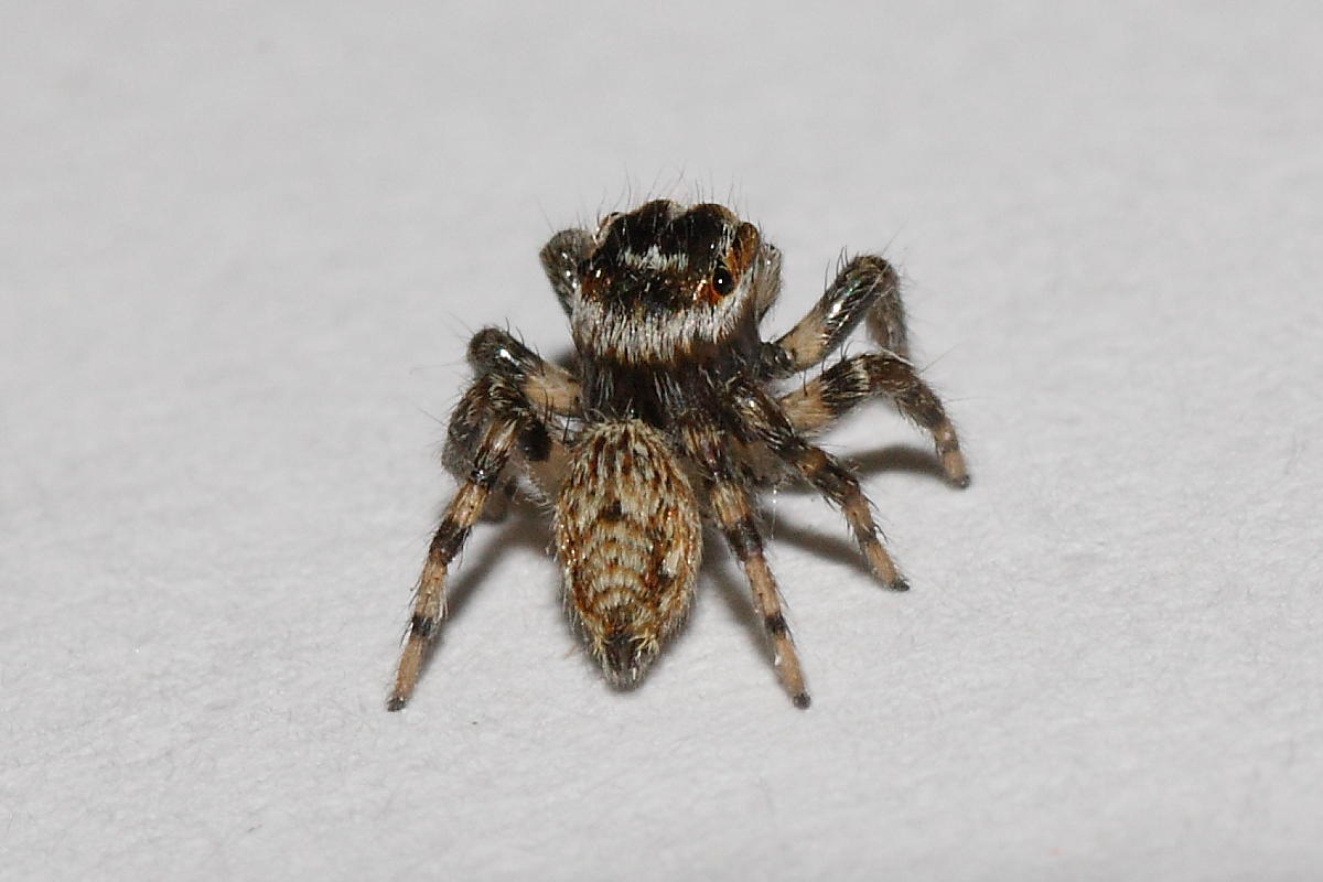 Evarcha sp.