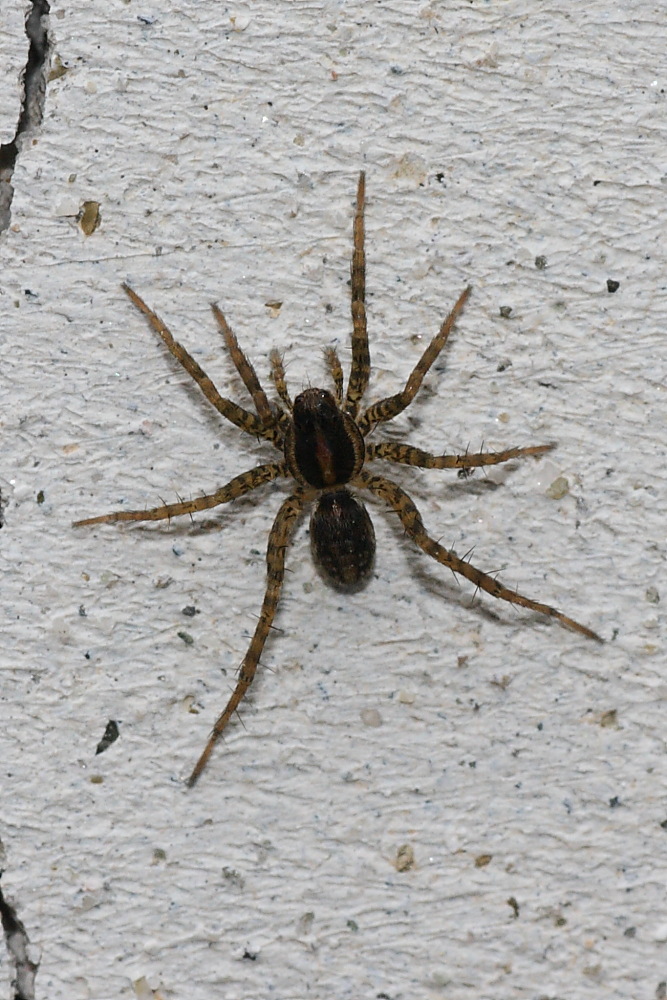 Pardosa sp.