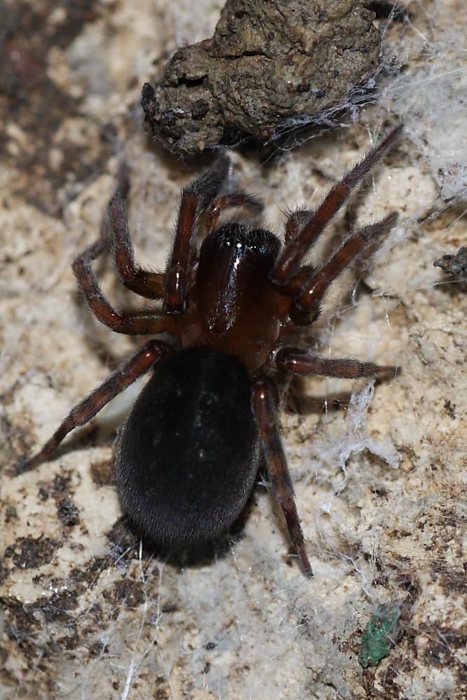 Amaurobius sp.