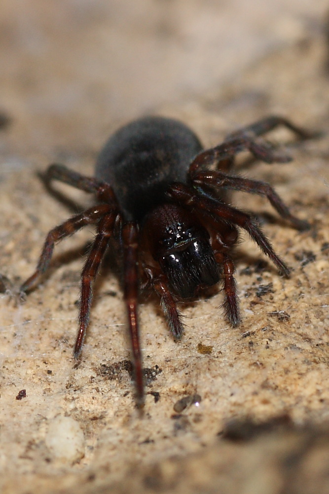 Amaurobius sp.