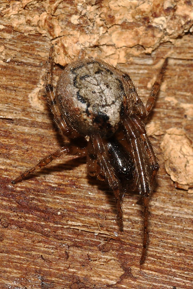 Zygiella sp.