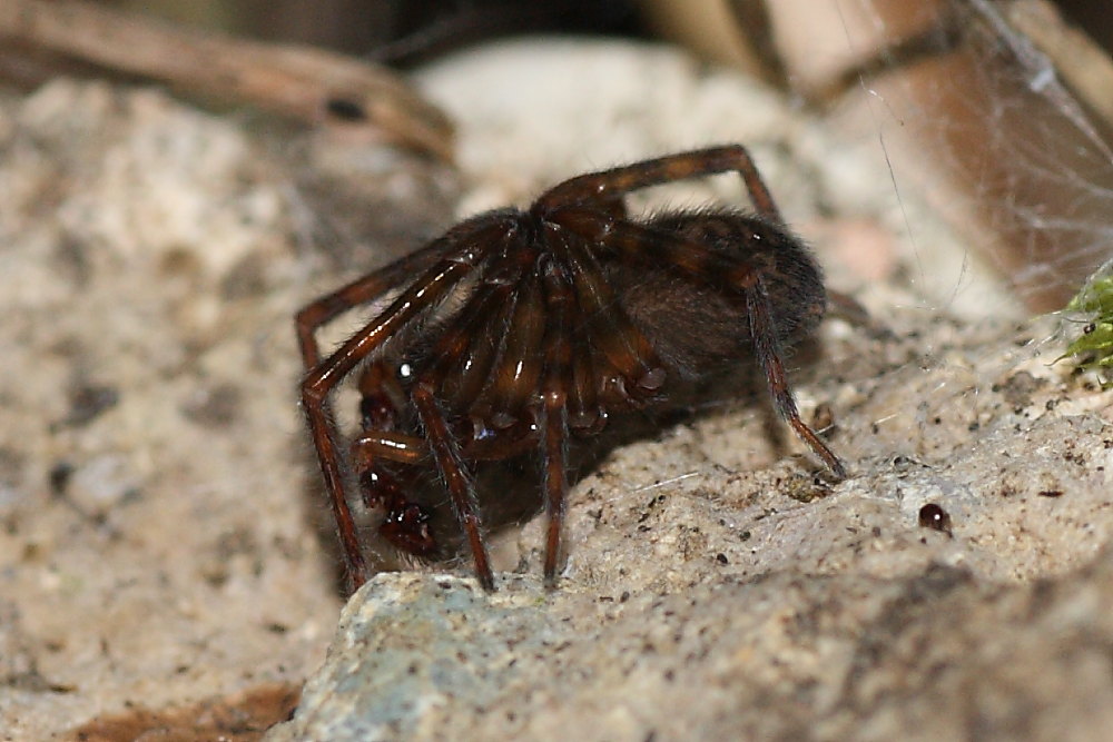 Amaurobius sp.