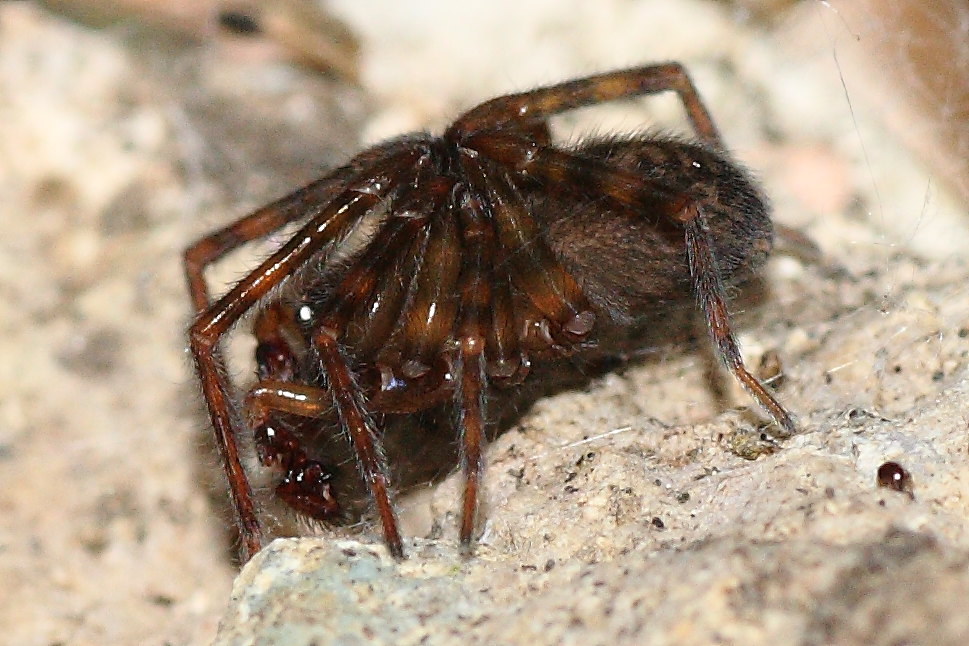 Amaurobius sp.