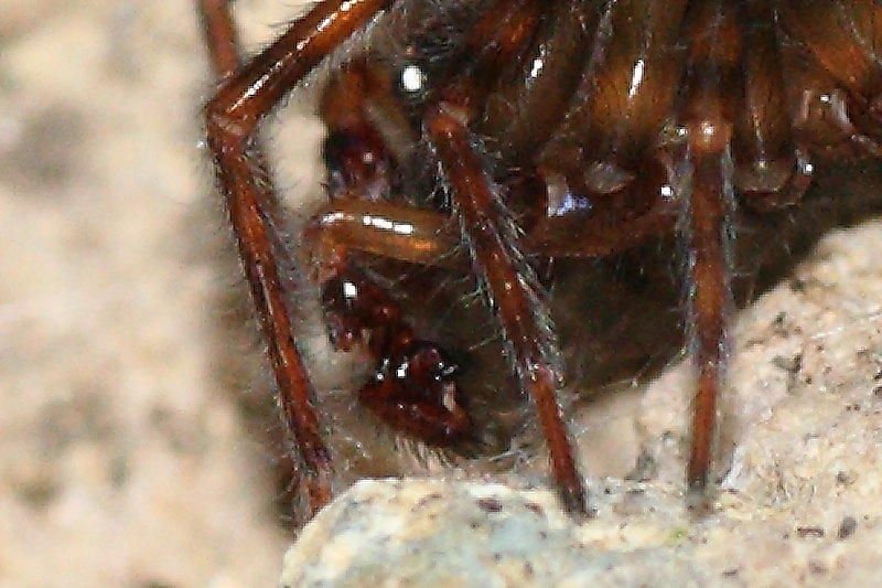 Amaurobius sp.