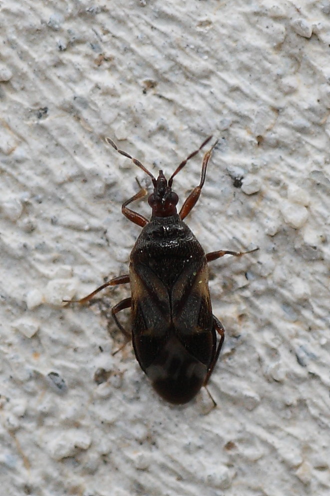 Anthocoridae: Anthocoris nemoralis delle Marche (AN)