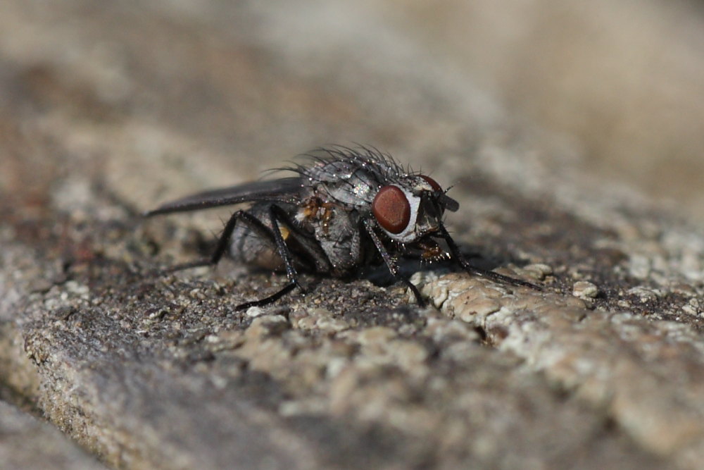 Anthomyiidae ?