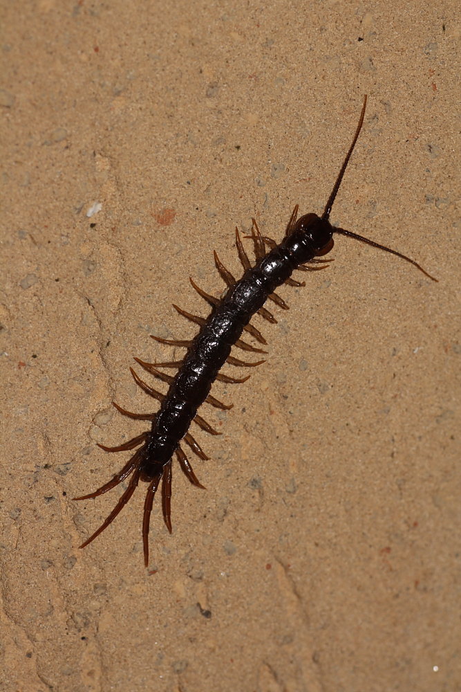 Scolopendra (No, Lithobiidae)