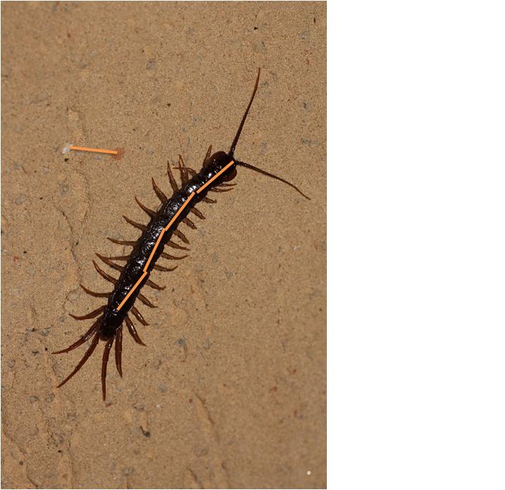 Scolopendra (No, Lithobiidae)