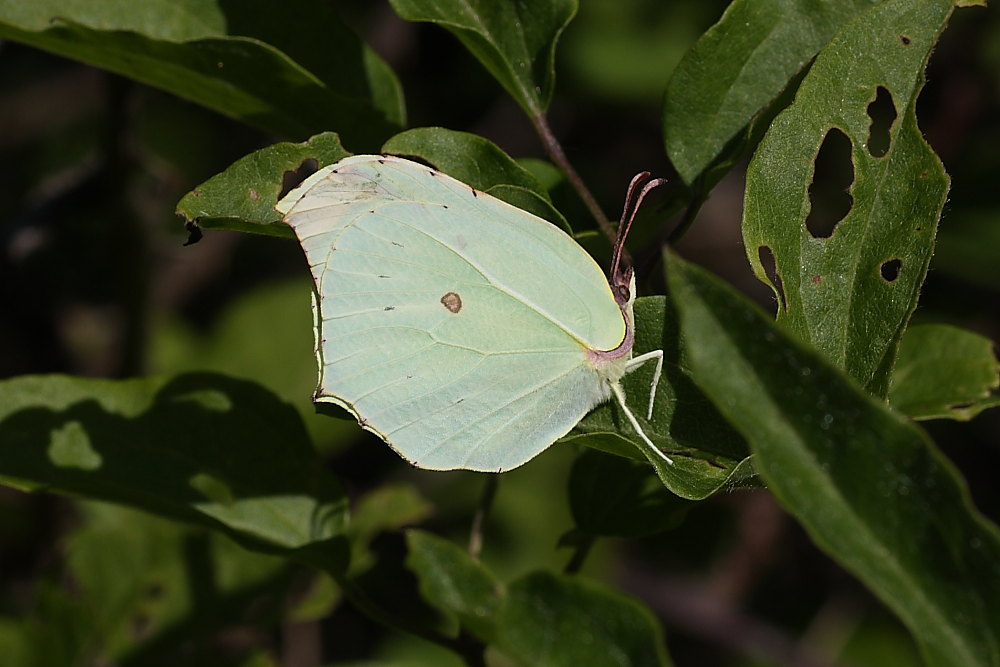 Gonepteryx rhamni o cleopatra?