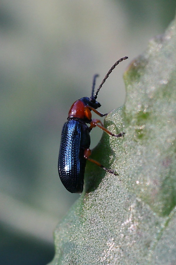 Oulema sp.