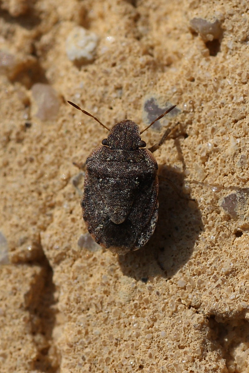 Pentatomidae: Sciocoris maculatus delle Marche (AN)