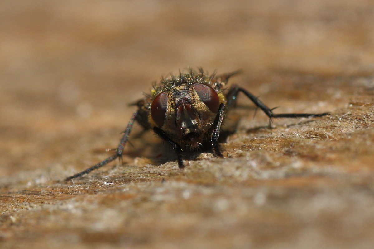 Pollenia rudis ?