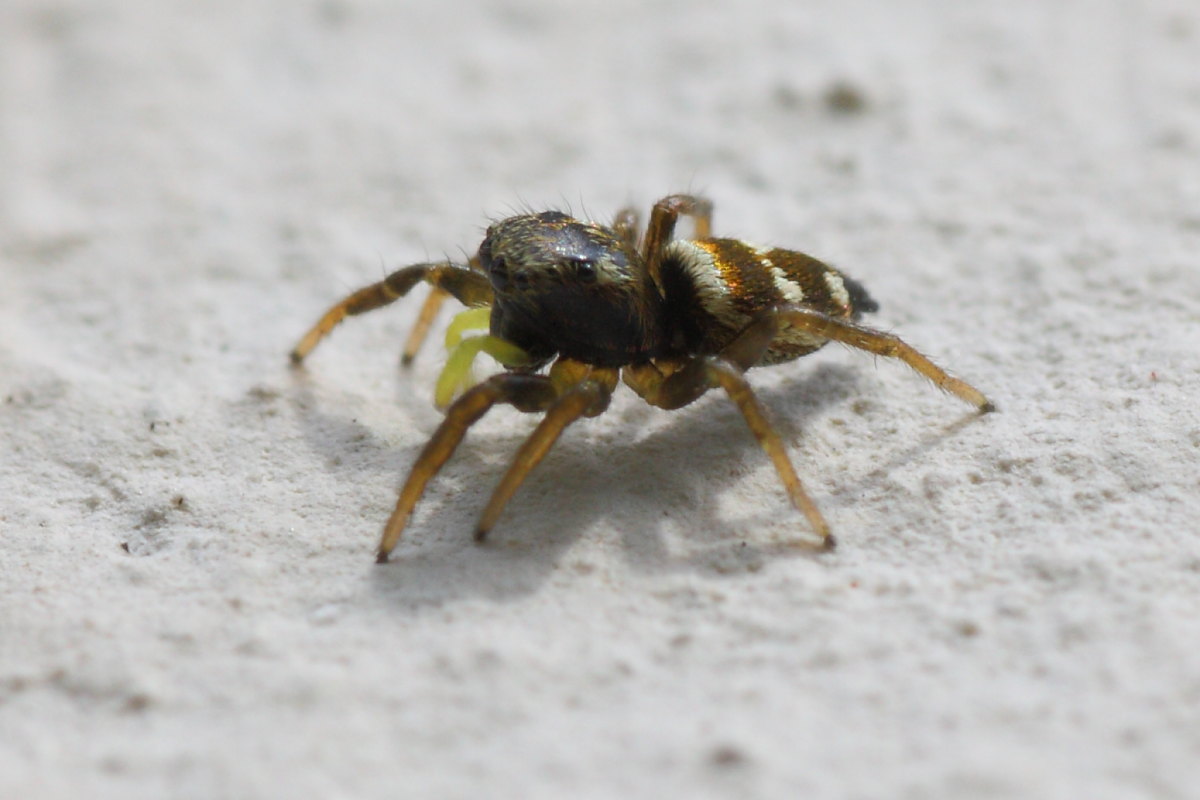 Heliphanus sp.