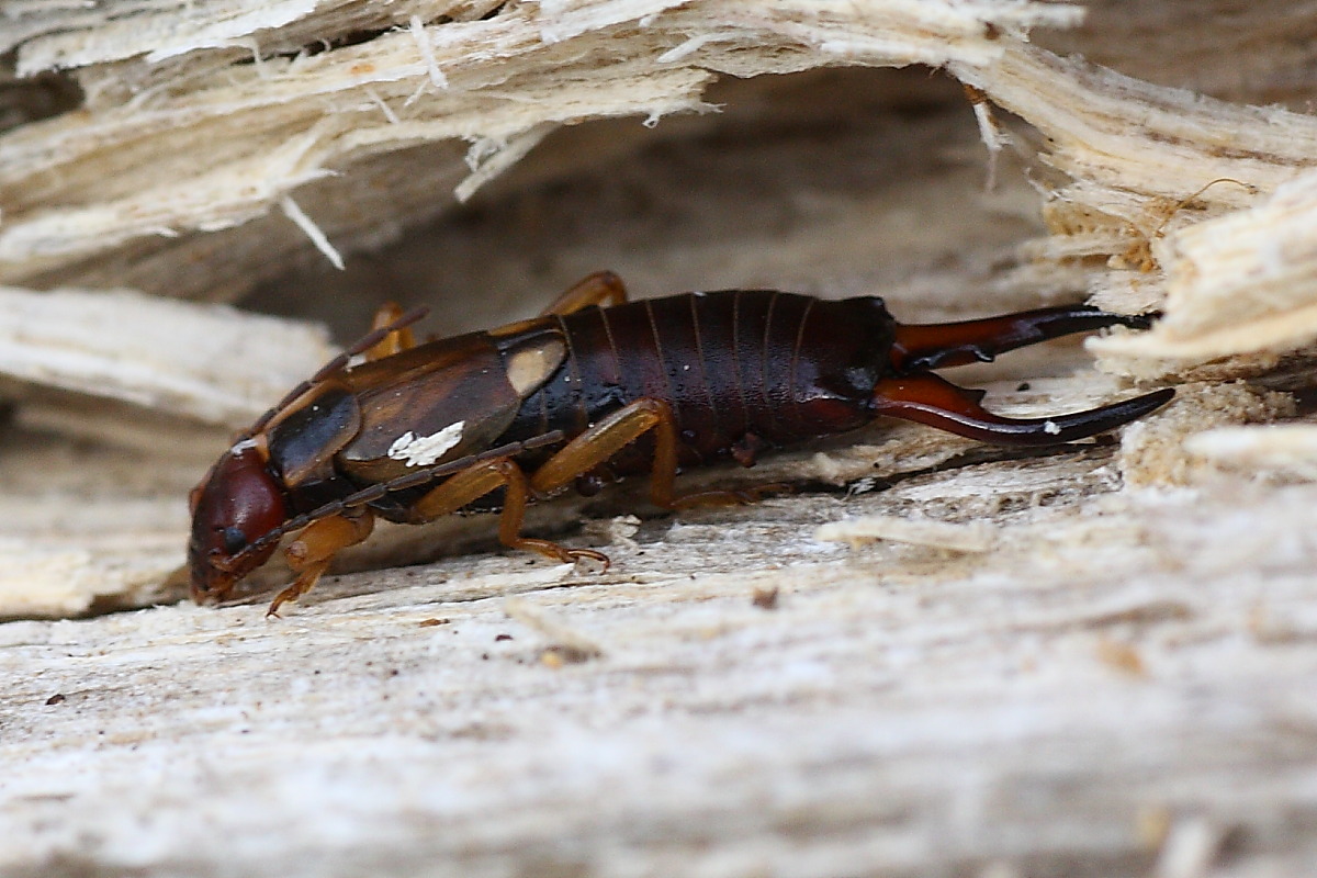 Forficula auricularia