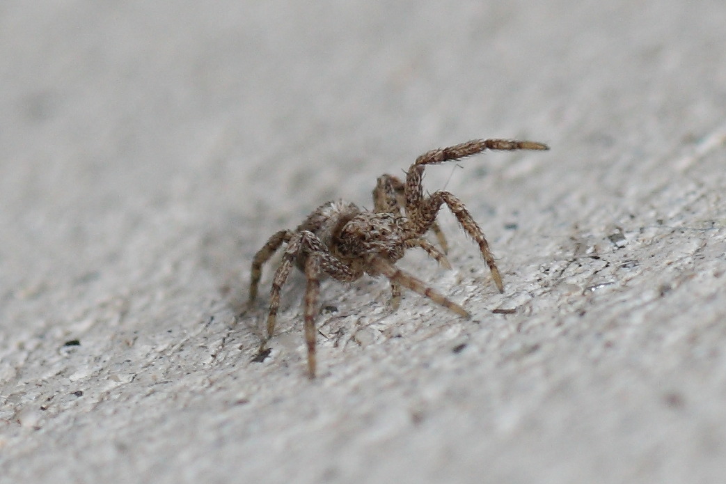 Philodromus sp.