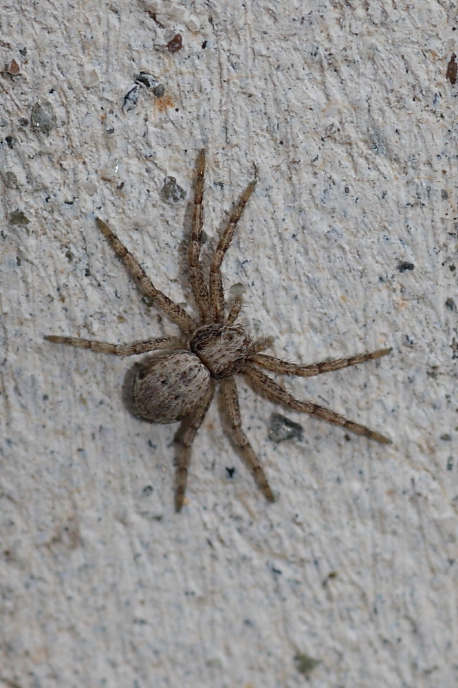 Philodromus sp.