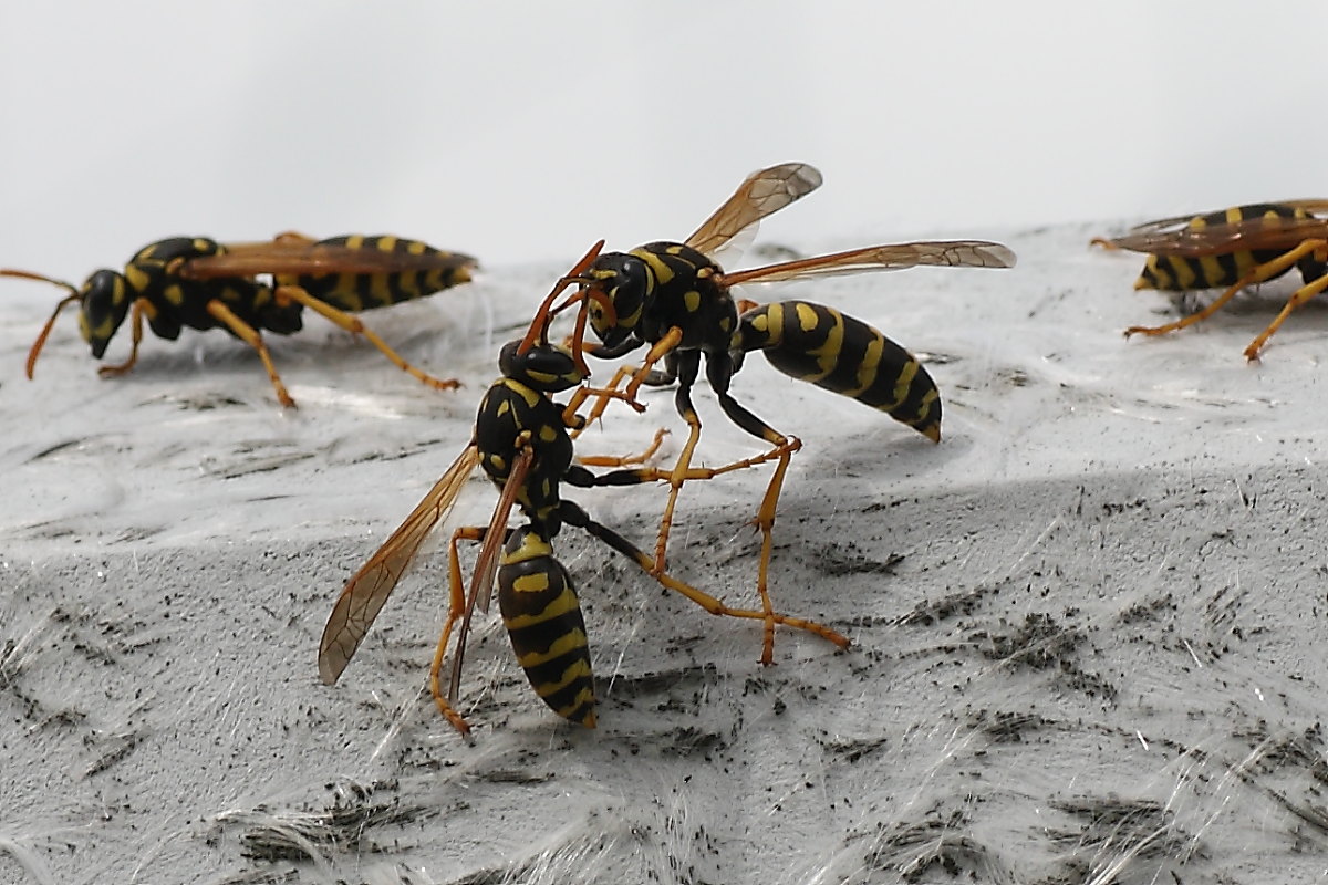 Assembramento di vespe (femmine di Polistes dominulus)