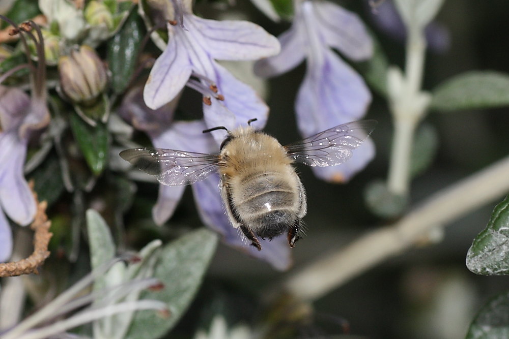 Due Apidae Anthophorinae