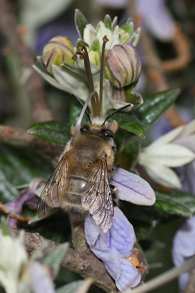 Due Apidae Anthophorinae