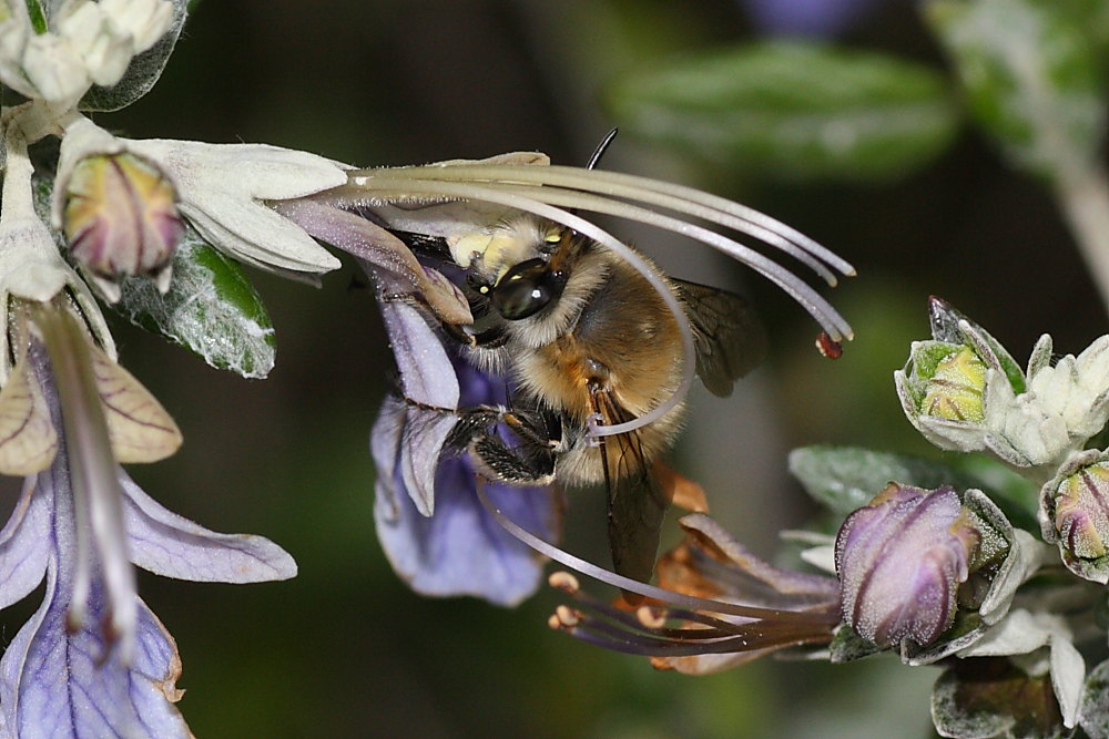 Due Apidae Anthophorinae