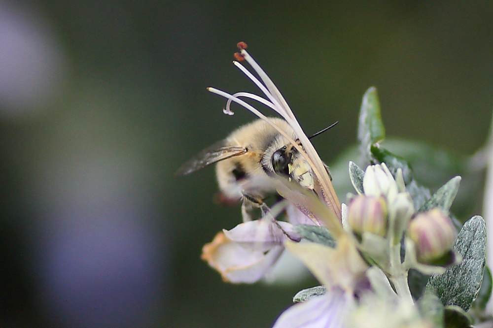 Due Apidae Anthophorinae