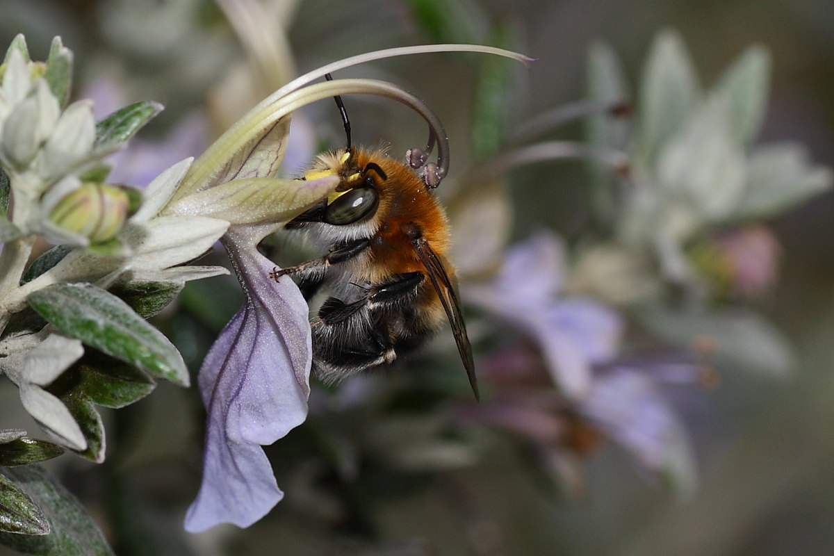 Due Apidae Anthophorinae