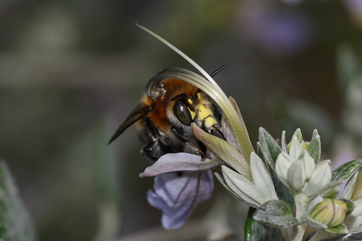 Due Apidae Anthophorinae