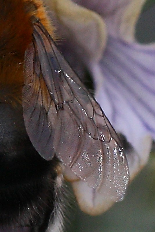 Due Apidae Anthophorinae