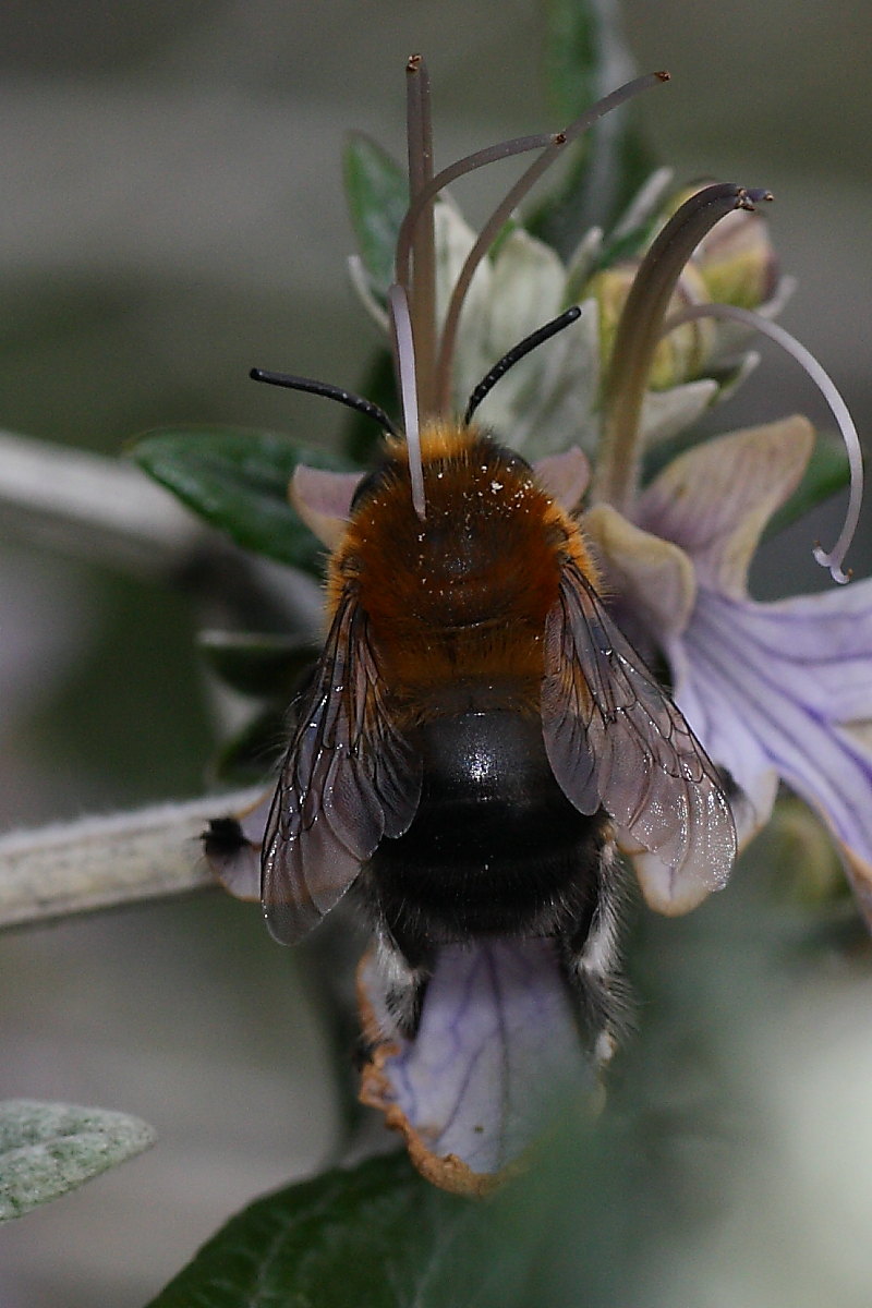 Due Apidae Anthophorinae